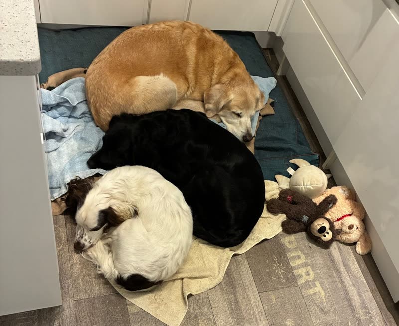 Four dogs asleep together on beds and blankets in the corner of the day-care room