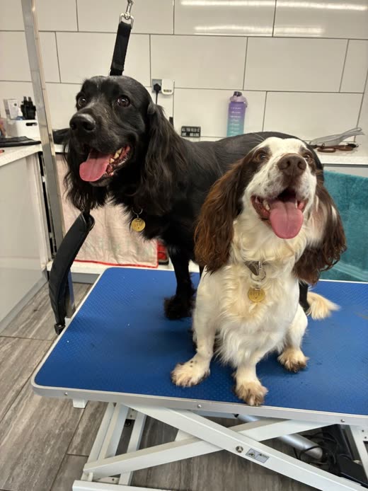 Two freshly groomed spaniels sitting side by side on a grooming table
