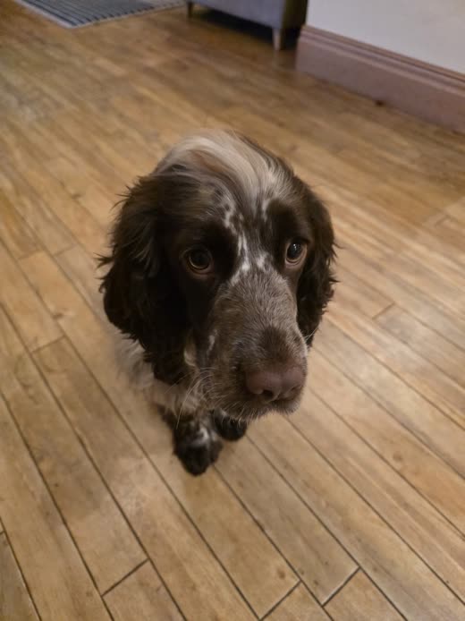 A roan spaniel looking up at the camera on a wooden floor indoors